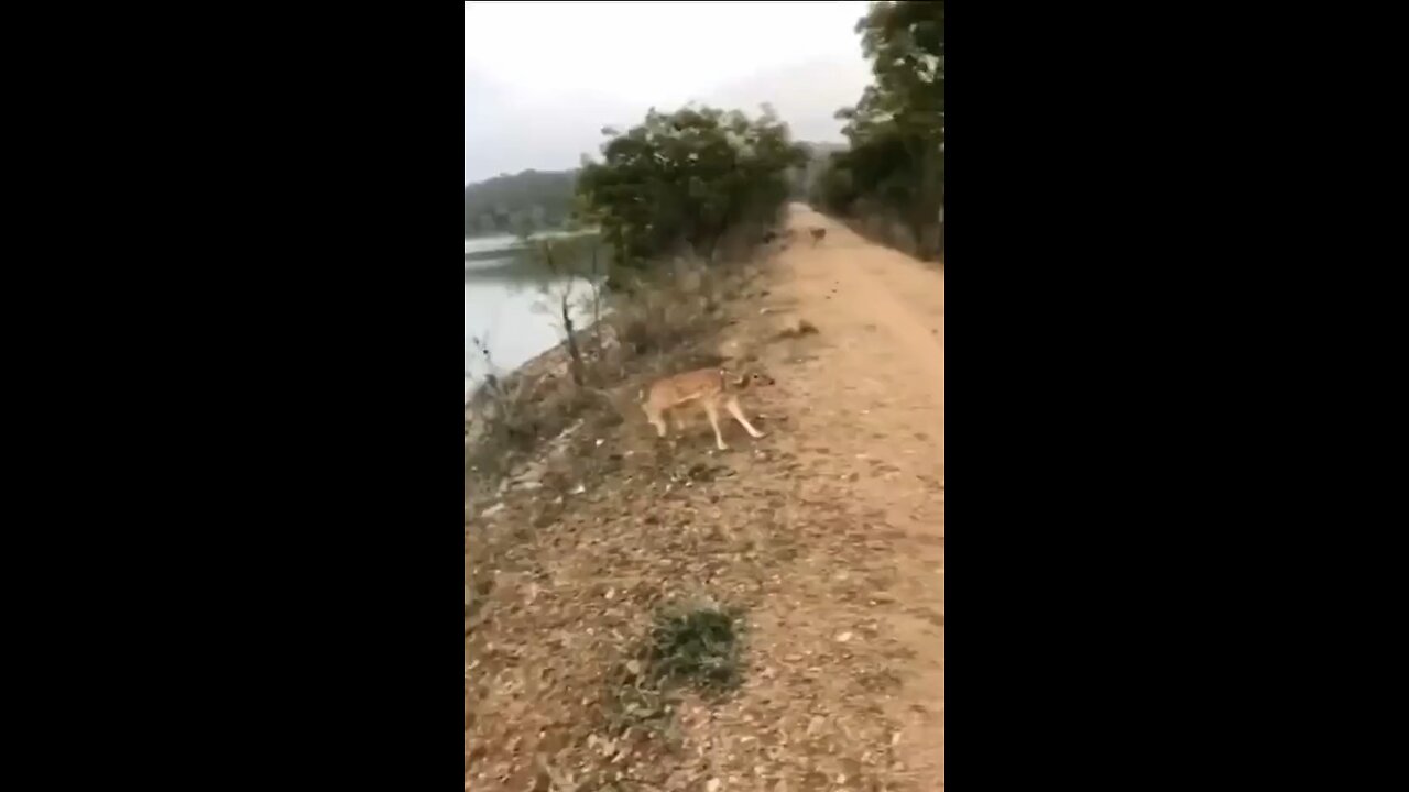 Crazy Jump by the antelope