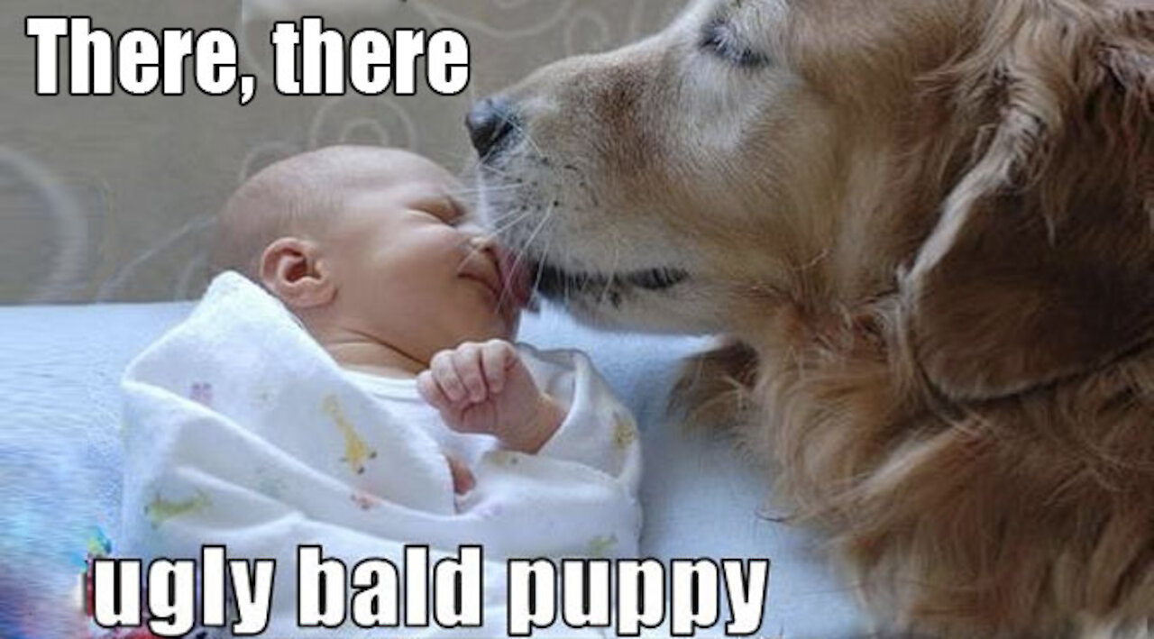 Cute Dogs taking care of babies.