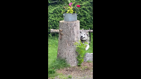 Hilarious Husky Dog Enjoys His Squirrel Patrol Exercise Program