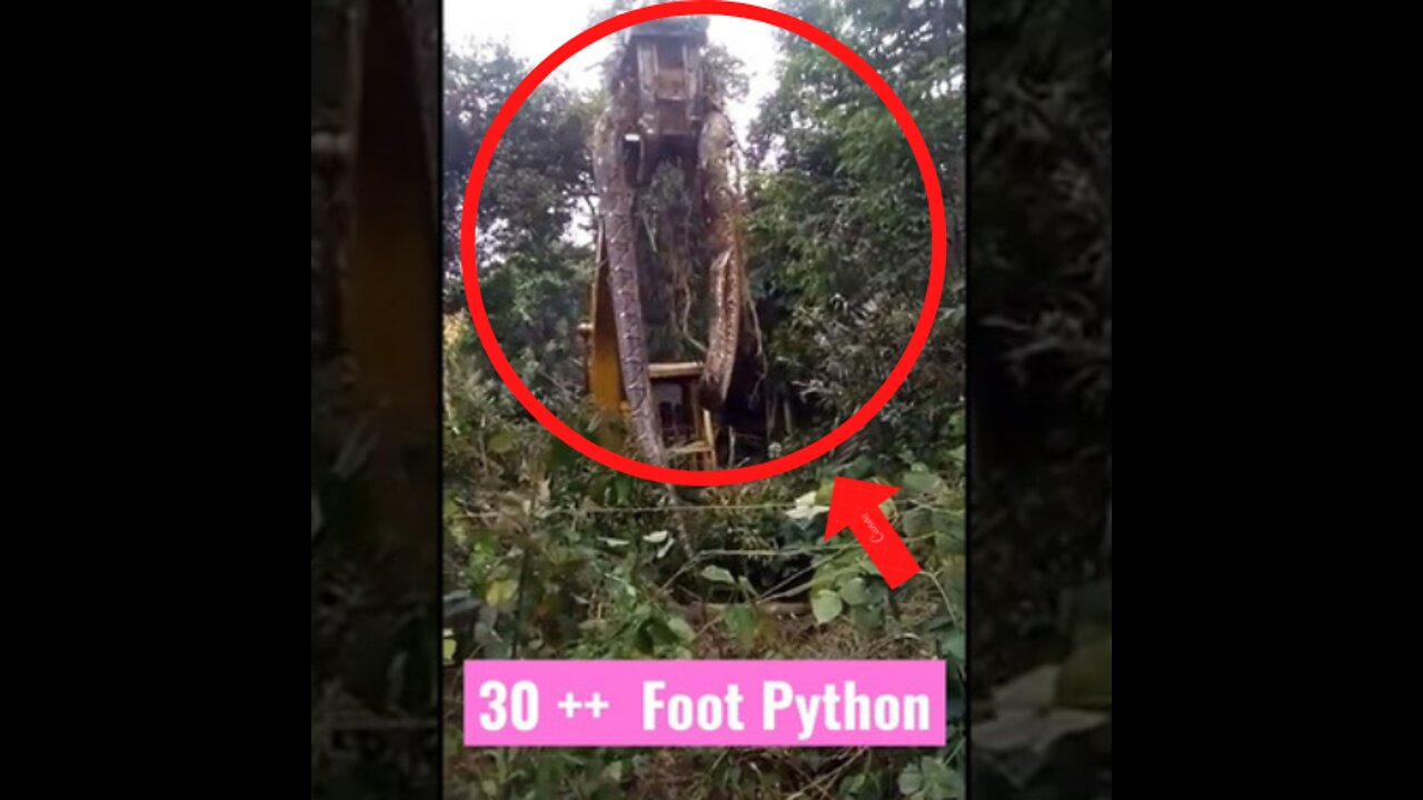 30++ Foot Python | World Biggest Snake Caught on Camera