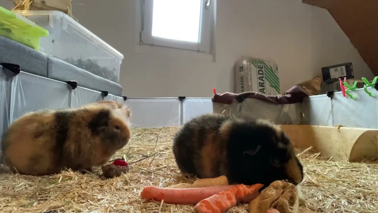 Guinea pigs discussion