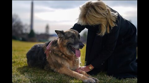 Dogs are officially back in the White House
