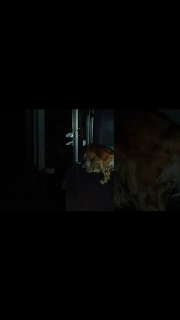 #dogshow , #animals , #dogs , #shorts