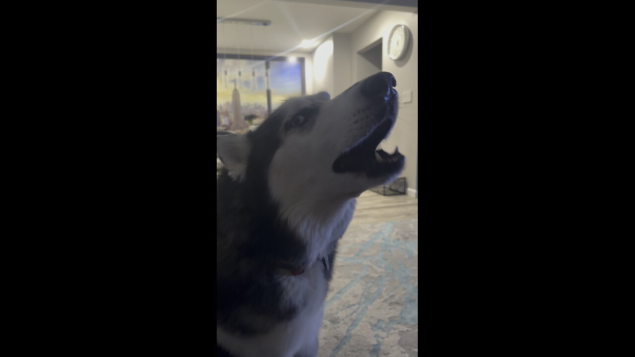 Husky is talking