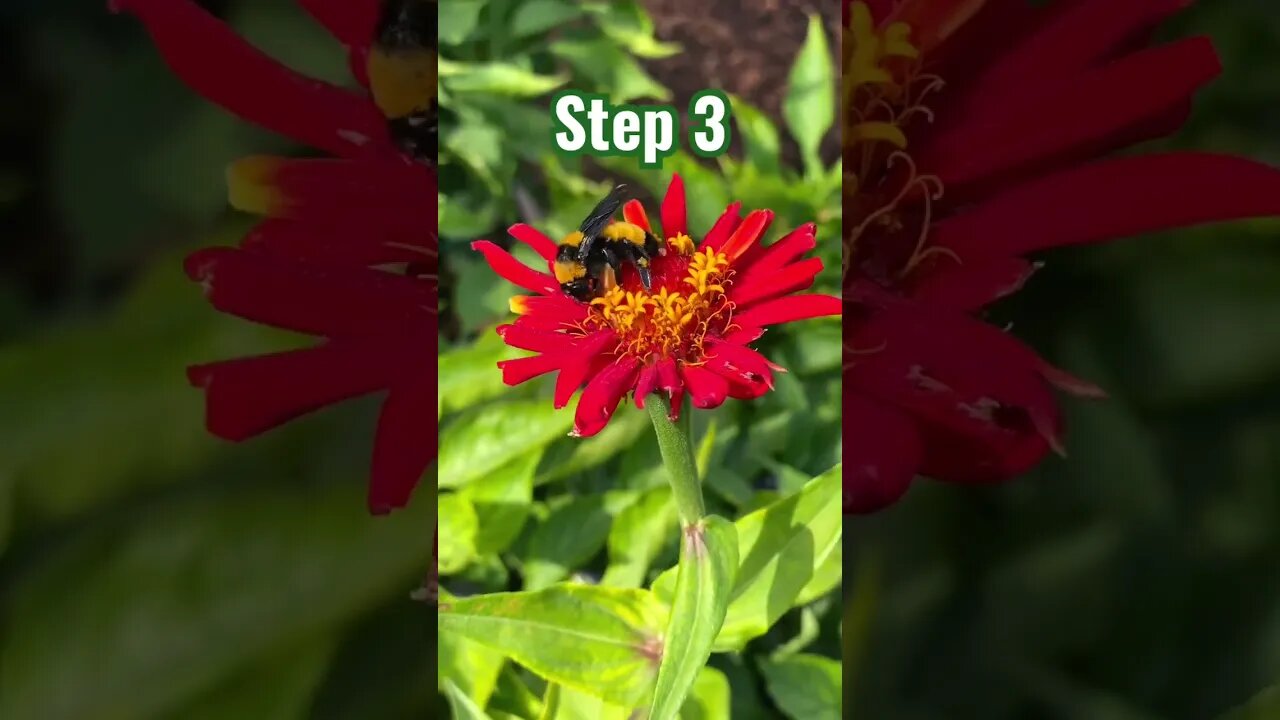 Plan Your Garden in 5 Simple Steps