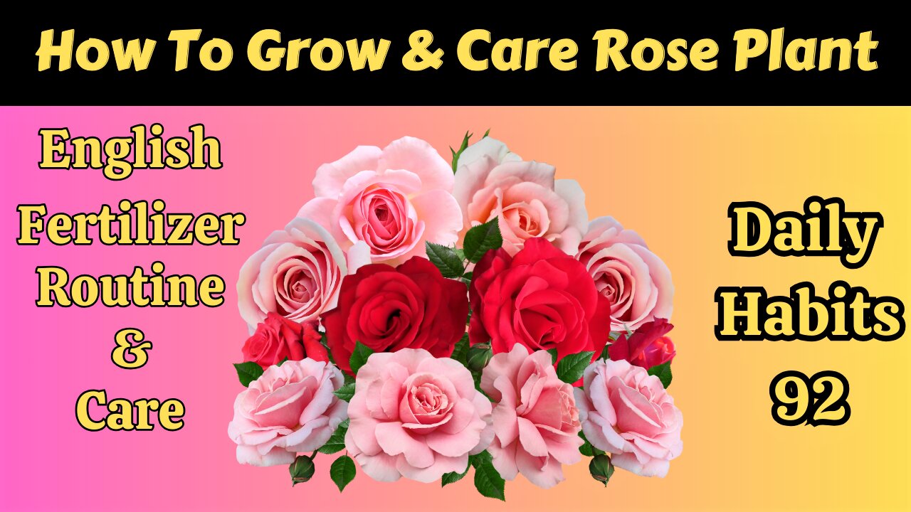 How To Grow Rose Plant 🌹 | How To Care Rose Plant 🌿🌹 | How To Give Fertilizer Rose 🌱🌹