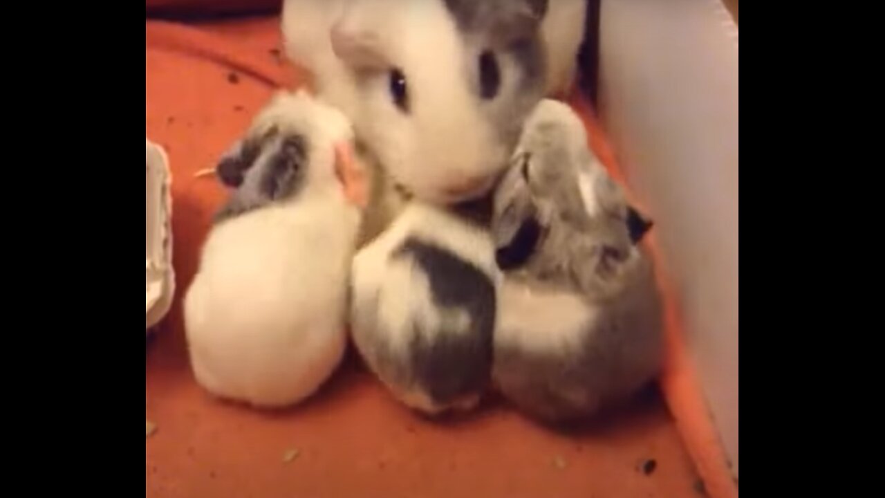 Crazy Little Guinea Pigs