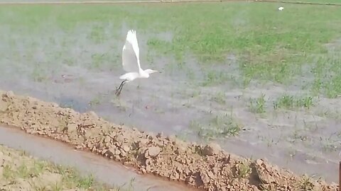 A beautiful view of the first watering of wheat