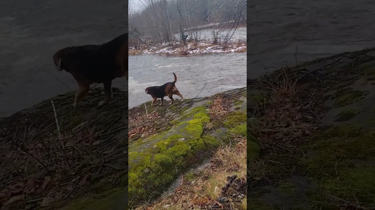 Checking Out The Flood... 😱