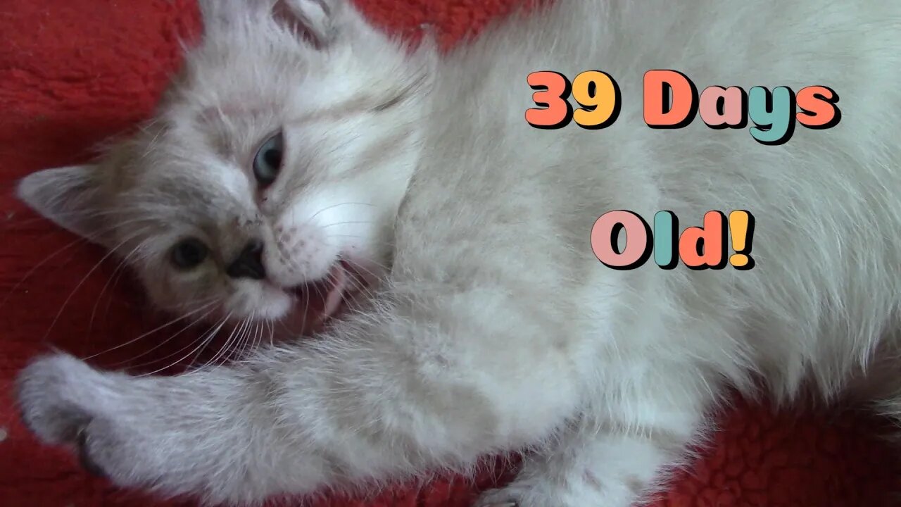 Misha's Kittens Are 39 Days Old! 😻