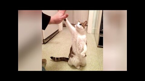 🤣 Funniest Dogs 🐶 And Cats 😻 Videos - 😹 Try Not To Laugh Pets - Animals From Tik Tok
