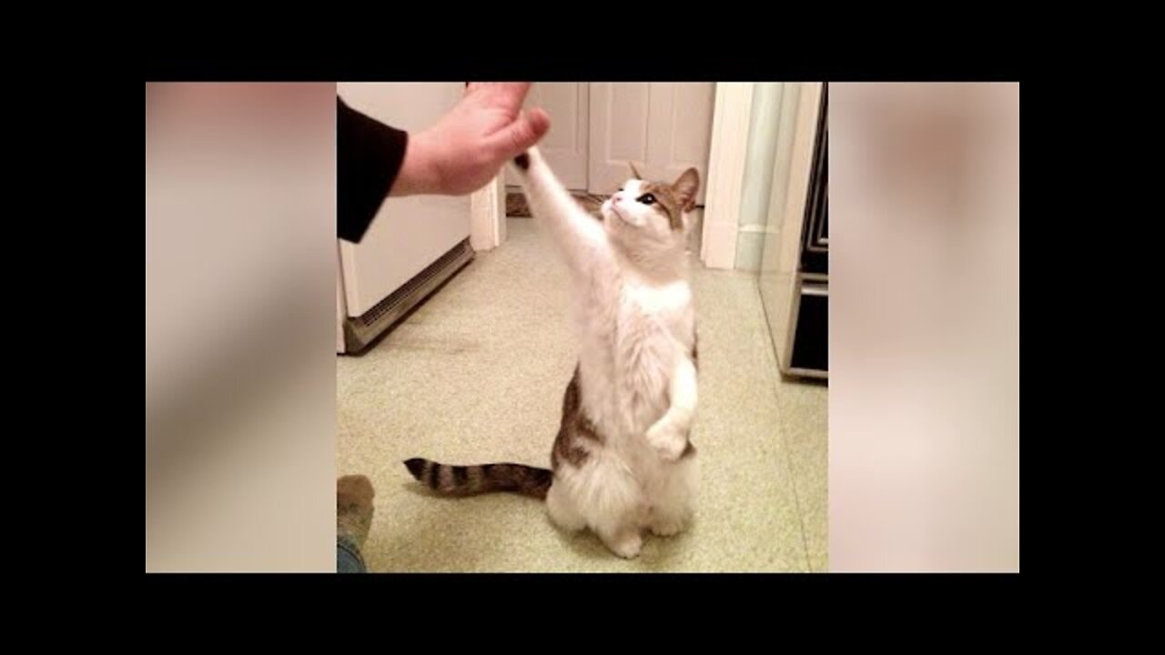 🤣 Funniest Dogs 🐶 And Cats 😻 Videos - 😹 Try Not To Laugh Pets - Animals From Tik Tok