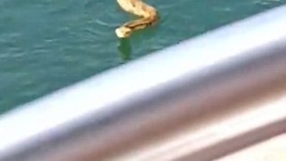 Zmija na brodu punom djece - Rattlesnake jumps board boat filled children