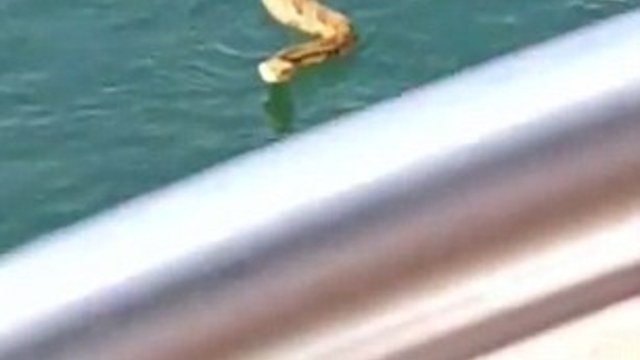 Zmija na brodu punom djece - Rattlesnake jumps board boat filled children