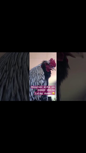 More cuddles with Clarence the rooster ❤️