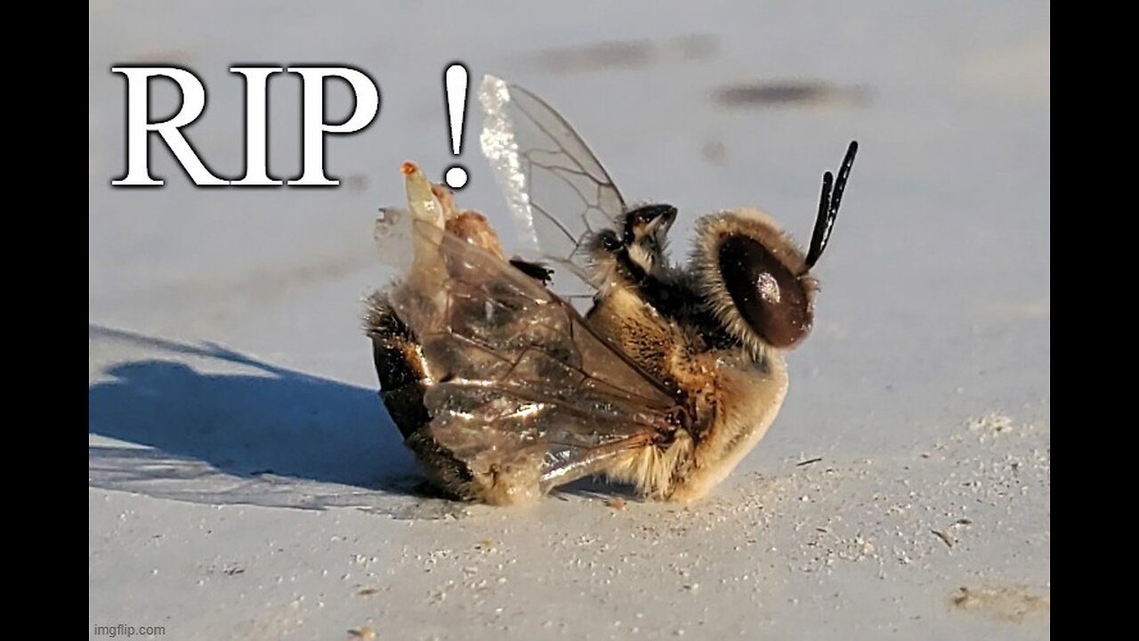 RIP ! - Why Do Bees Die After They Sting? 🐝