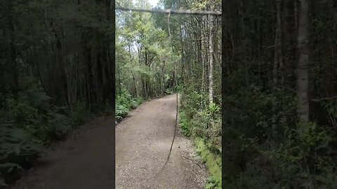 Through the thick bush.