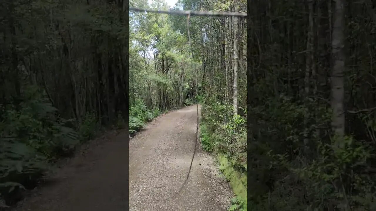 Through the thick bush.