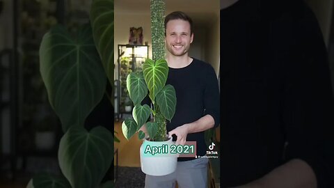 Check out the full Plant Spotlight for more information :) #philodendronsplendid