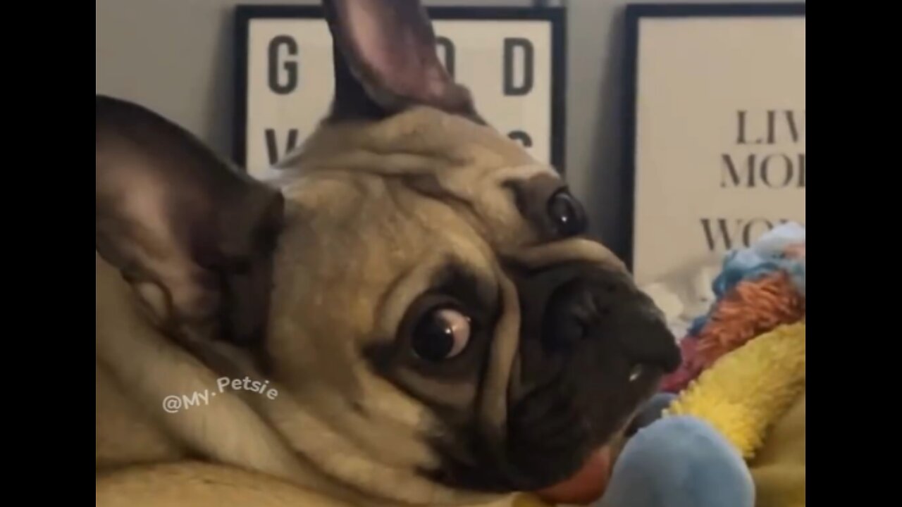 Hilarious Dogs React to ‘I Think I Like this Little Life Trend!