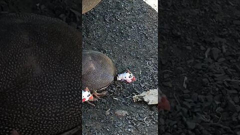 Guinea fowl toe swelling going down