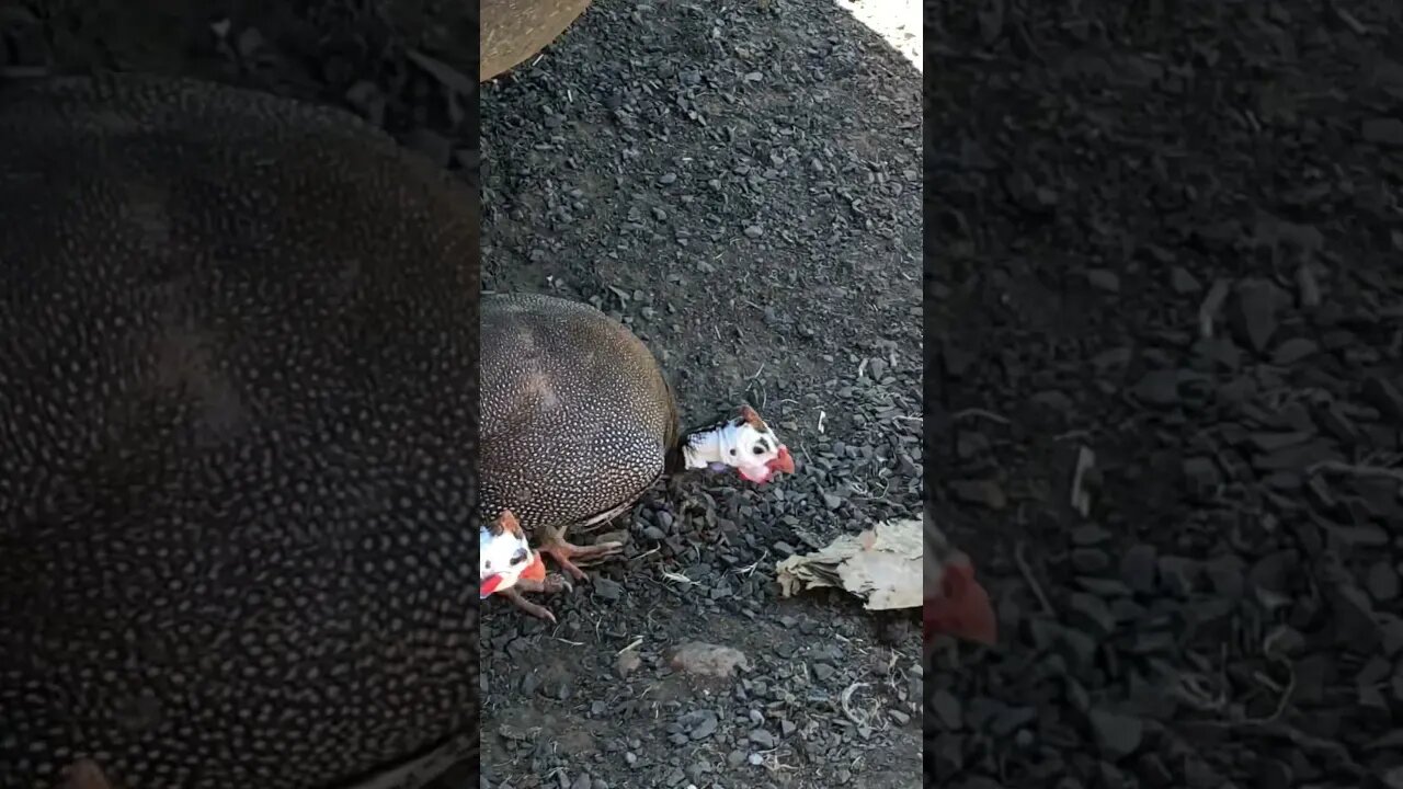 Guinea fowl toe swelling going down