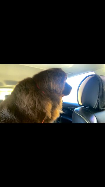 Huge Newfie Protests Getting A Bath