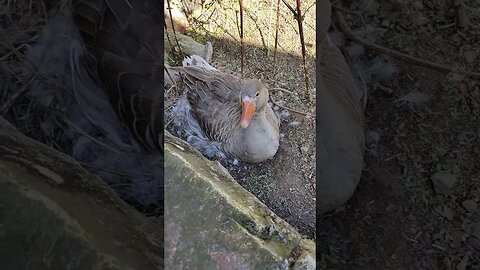Female Pilgram Goose sitting on some eggs