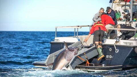 Giant Bluefin Tuna STRIKE !! Team 4tuna SWE