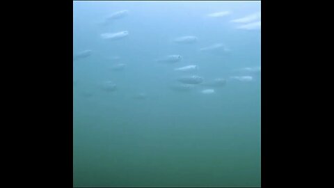 shad in the river