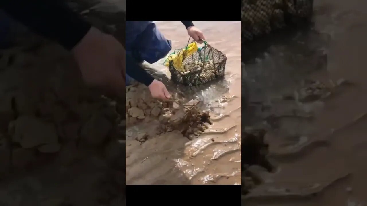 Clam Harvesting 🐚 #shorts #Shorts #Tiktok #fishing #clams