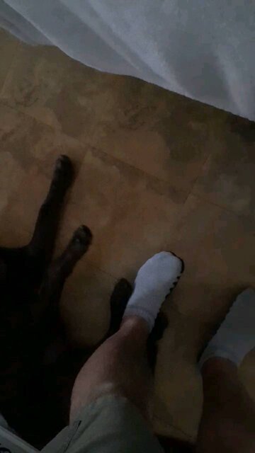 Paw vs Foot Battle