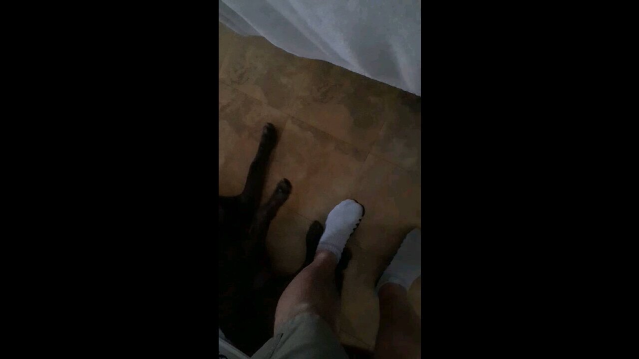 Paw vs Foot Battle