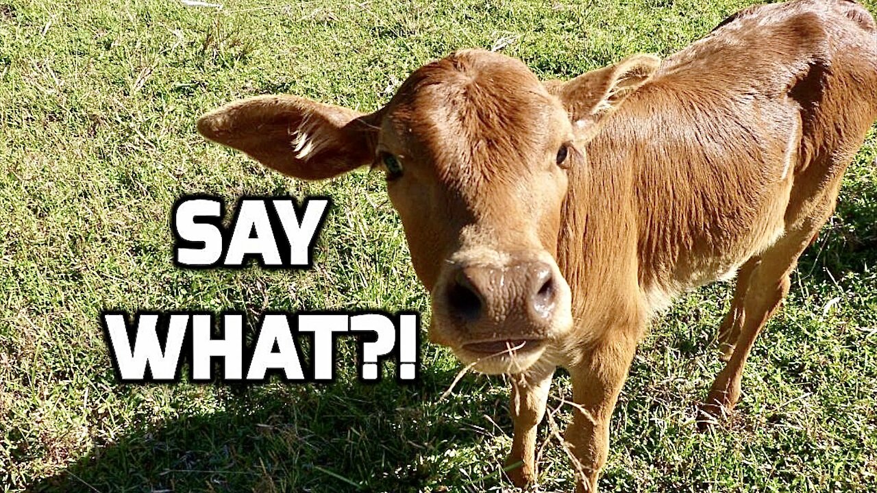 10 Facts That May Shock You Into Being Vegetarian