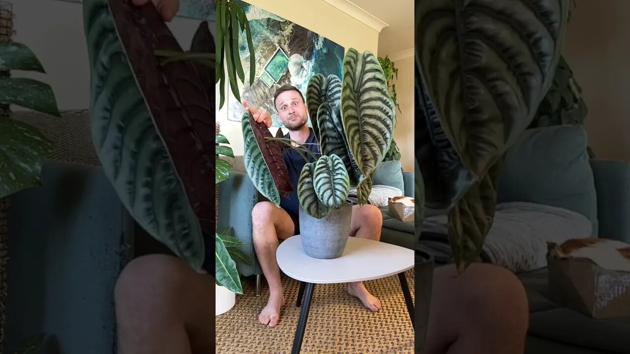 Learn all about my #alocasiacuprea in my new plant spotlight. Now up on my channel :)