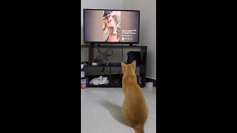 my cat's reaction for funny cat vedio's