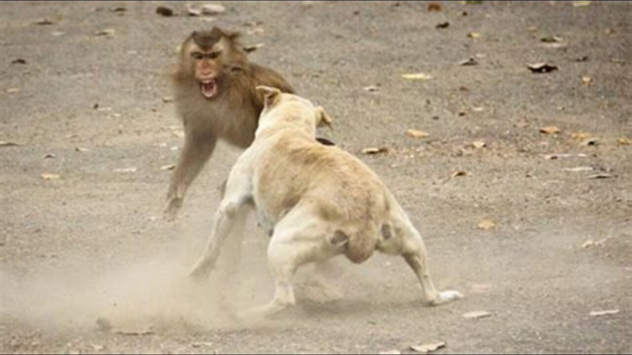 dog vs monkey fight