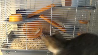 Kitten Is Fascinated by Hamster Family