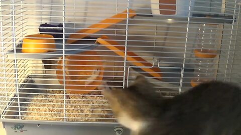 Kitten Is Fascinated by Hamster Family