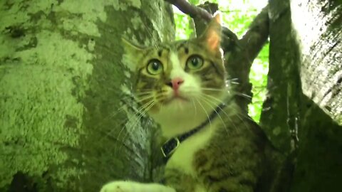 Nature Made the Kitten's Paws Dirty