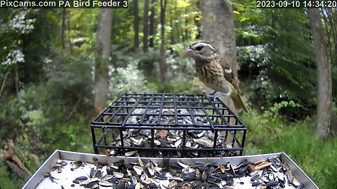 Female rose-breasted grosbeak during fall migration on PA Bird Feeder 3 9/10/2023