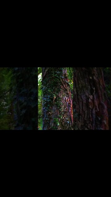 Nature is beautiful￼#shorts