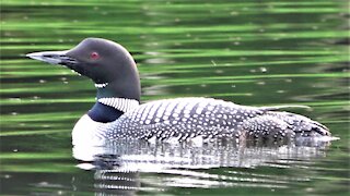 Loon and heron enjoy the serenity of remote Canadian cottage lake