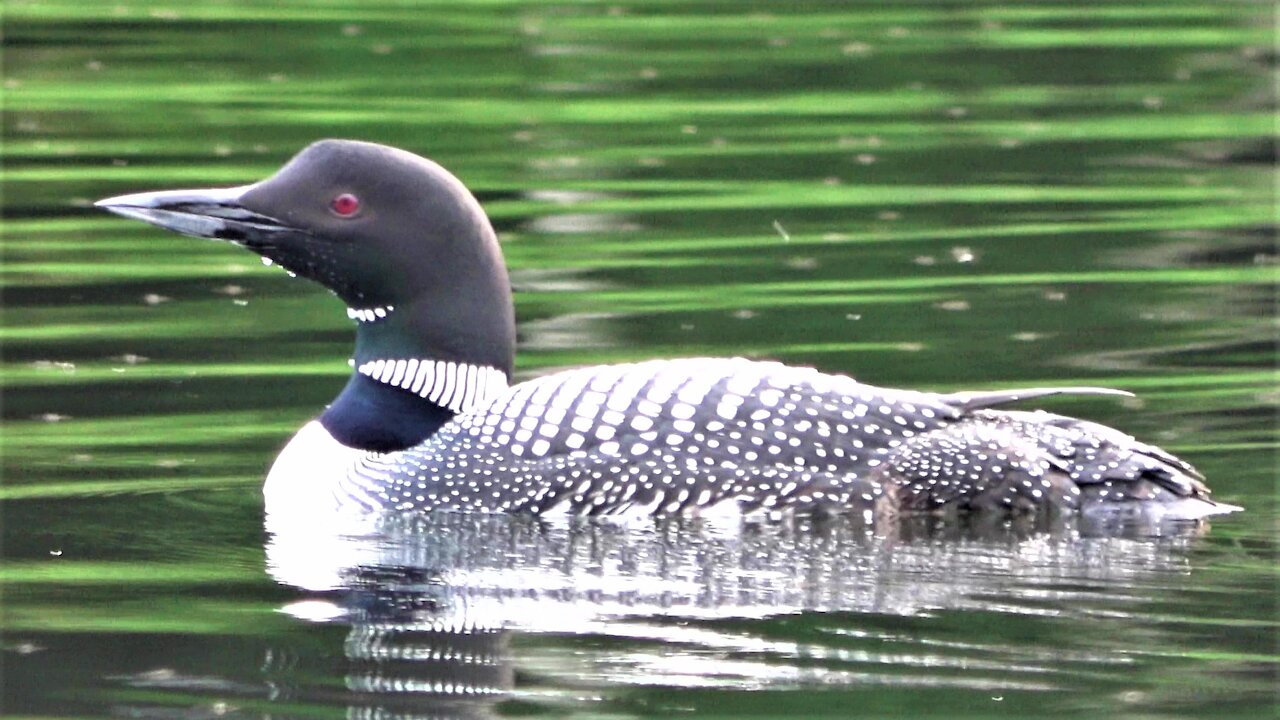 Loon and heron enjoy the serenity of remote Canadian cottage lake