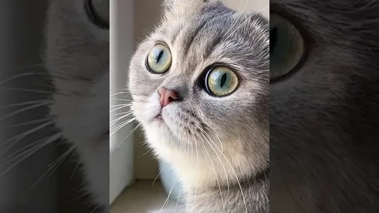 CAT VIDEO