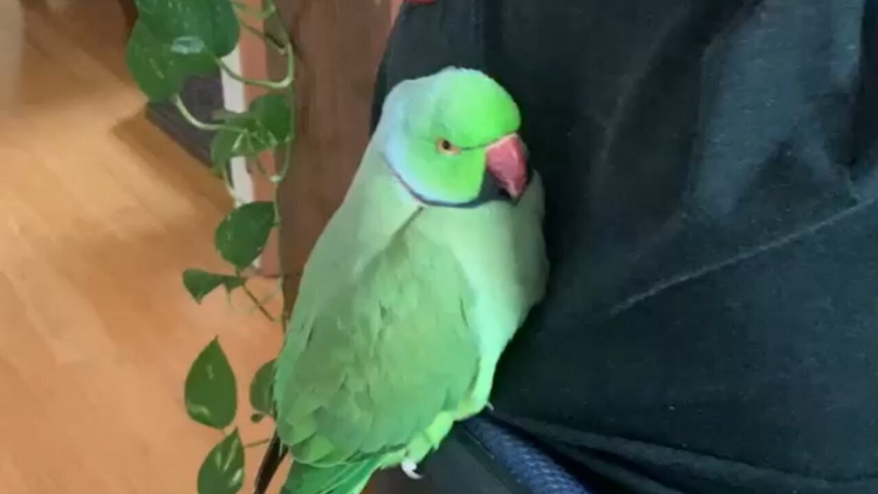 The green parrot meditates