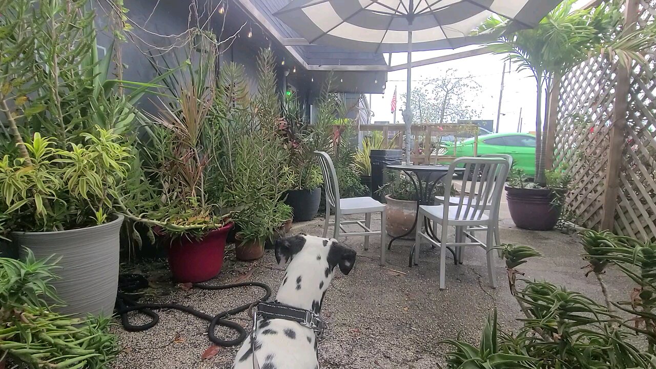 Luna in Apocalypse Cafe in Art District Melbourne Florida