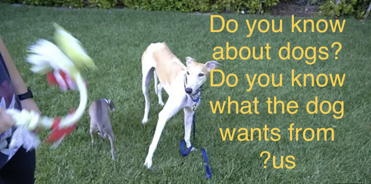 Do you know about dogs? Do you know what the dog wants from us?