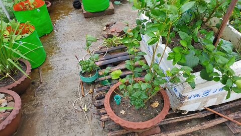 Jasmine Flower Plants view