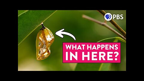 The Truth About Butterfly Metamorphosis (It's VERY WEIRD)